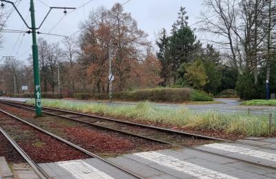 Zdjęcie z taksonomii