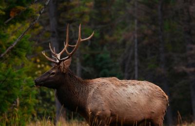Zdjęcie z taksonomii