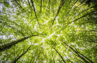 Zdjęcie z taksonomii