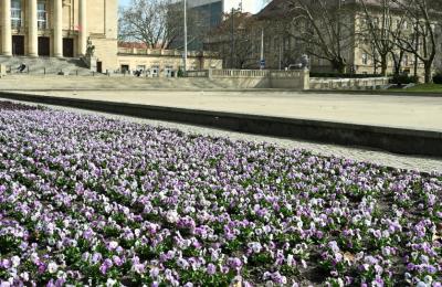 Zdjęcie z taksonomii