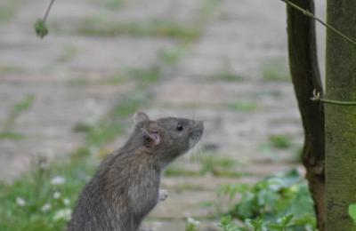 Zdjęcie z taksonomii