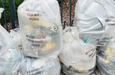 Zdjęcie z taksonomii