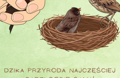 Zachowanie ostrożności w okresie lęgowym ptaków w Poznaniu
