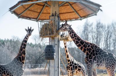 Zoo w Poznaniu ponownie zostało członkiem WAZA