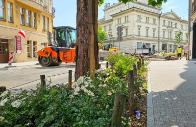 Ulice 3 Maja i Ratajczaka z nową zielenią. Co się zmieniło i dlaczego to ważne w Poznaniu