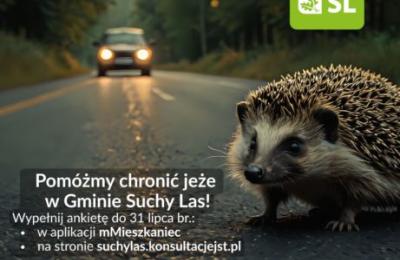Gmina Suchy Las prosi mieszkańców o wskazanie tras migracji jeży — ankieta do 31 lipca