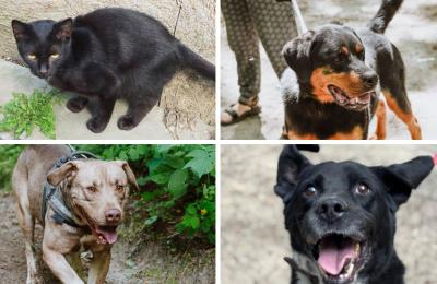Adopcja psów i kotów w Wągrowcu ze Schroniska „Cywil” w Rybowie – informacje o podopiecznych i zachęta do przygarnięcia zwierząt