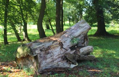 Dlaczego martwe drewno zostaje w poznańskich parkach i jak wspiera przyrodę