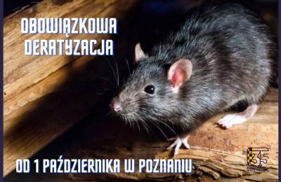 Obowiązkowa deratyzacja w Poznaniu od 1 października – obowiązki zarządców i kontrole