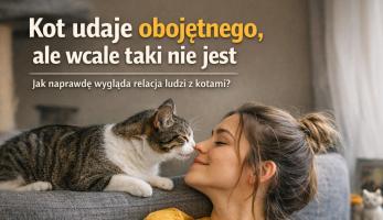 wiadomosci CentralaPoznan i region - Kot udaje obojętnego, ale wcale taki nie jest - badanie pokazuje, jak naprawdę wygląda relacja ludzi z kotami