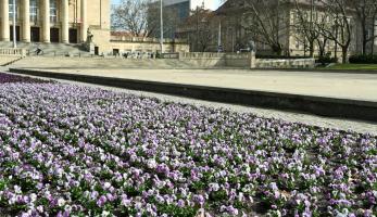 wiadomosci CentralaPoznan i region - Wiosna 2026 pod znakiem zieleni w Poznaniu - miasto zapowiada nowe nasadzenia i kolejne prace