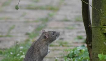 wiadomosci CentralaPoznan i region - Obowiązkowa deratyzacja w Poznaniu od 1 kwietnia (miasto zapowiada kontrole)