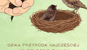 Zachowanie ostrożności w okresie lęgowym ptaków w Poznaniu - Poznań