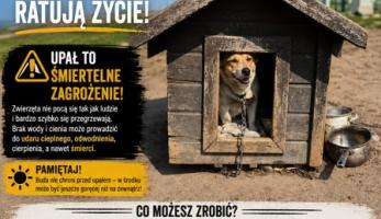 Lato w pełni! Pamiętajmy o naszych pupilach - Dla mieszkańca - Urząd Miejski w Kostrzynie