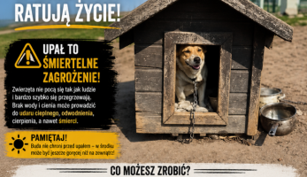 Apel WIOZ – Chroń zwierzęta podczas upałów! - Miasto i Gmina Buk