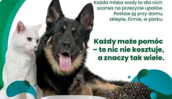 Mały gest, wielka moc - wystaw miskę!