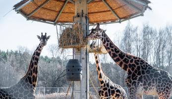 Zoo w Poznaniu ponownie zostało członkiem WAZA - Poznań