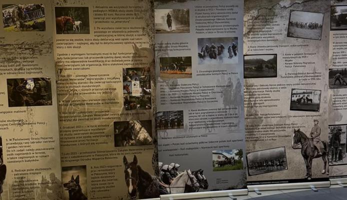 Jak psy pomagają szukać zaginionych i ludzi pod gruzami? Wystawa w Poznaniu pokazuje ich zadania - Poznań
