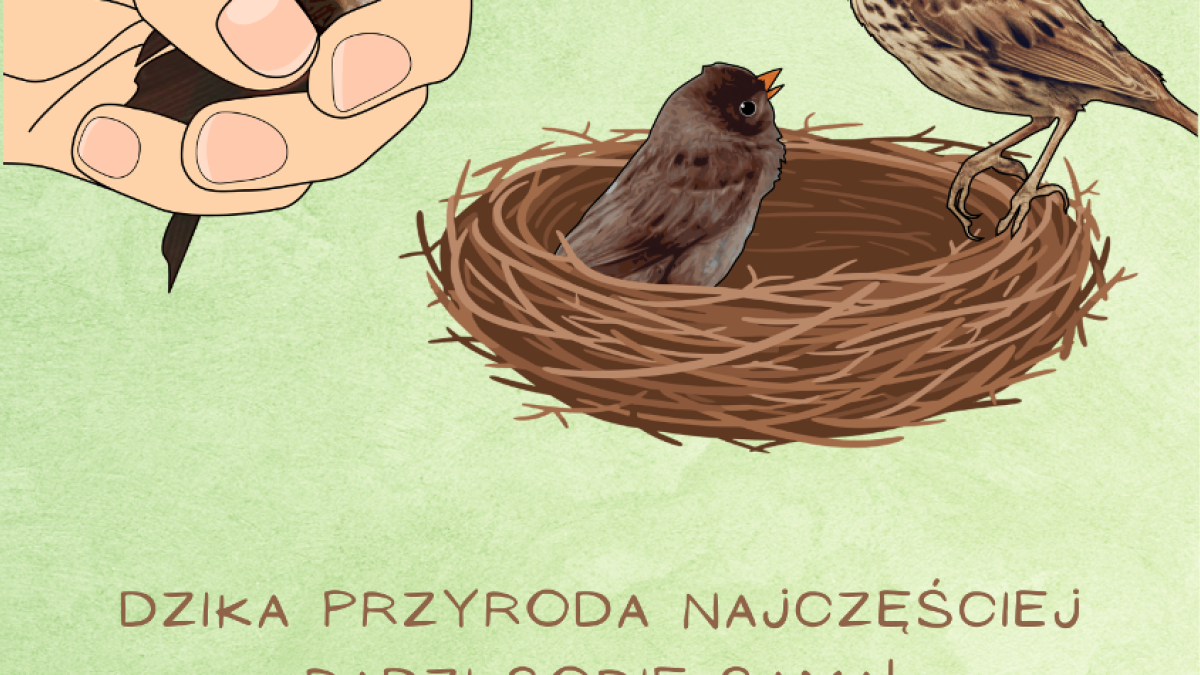 Zachowanie ostrożności w okresie lęgowym ptaków w Poznaniu