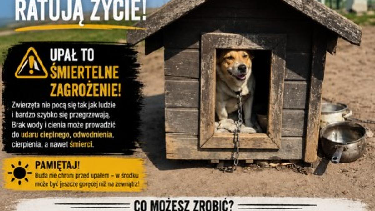 Lato w pełni! Pamiętajmy o naszych pupilach - Dla mieszkańca - Urząd Miejski w Kostrzynie