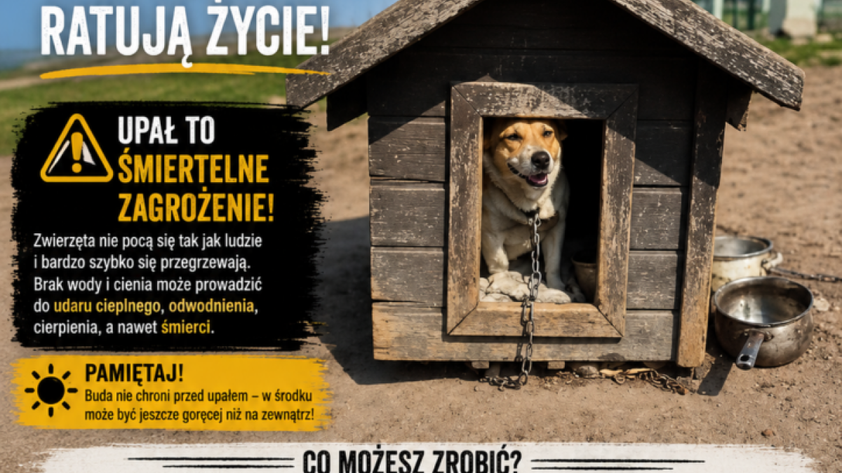 Apel WIOZ – Chroń zwierzęta podczas upałów! - Miasto i Gmina Buk