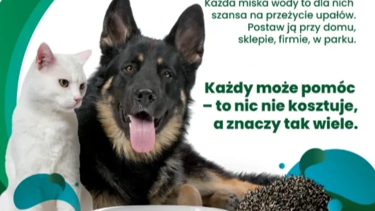 Mały gest, wielka moc - wystaw miskę!