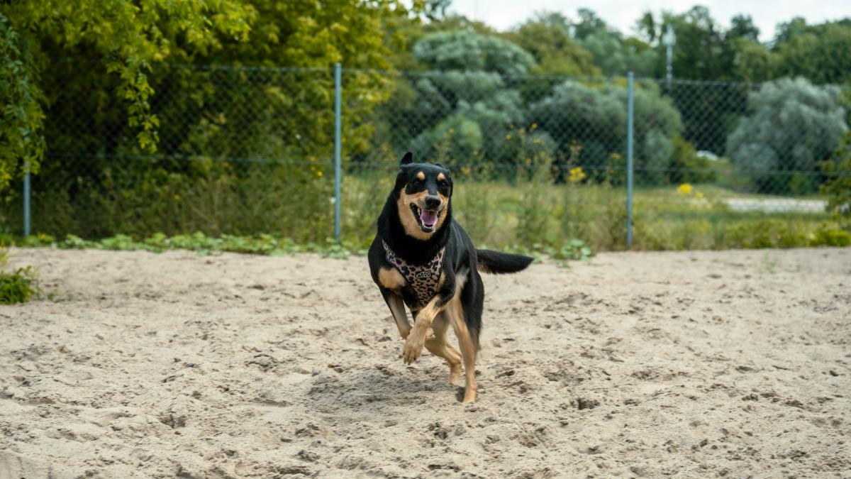 Wybieg dla psów w Poznaniu. Tam warto wybrać się na spacer