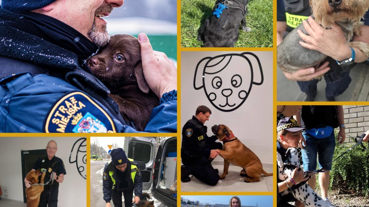 1 Lipca: Dzień Psa. Jak codziennie pomagamy czworonogom i o czym musi pamiętać każdy właściciel?