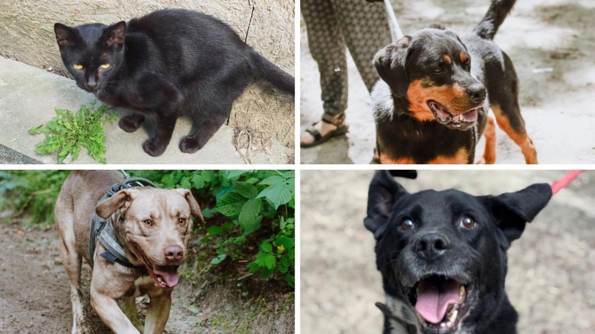 Nie kupuj, adoptuj. Zwierzęta z Wągrowca czekają na nowe domy