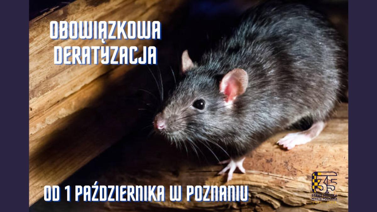 Deratyzacja - październik 2026