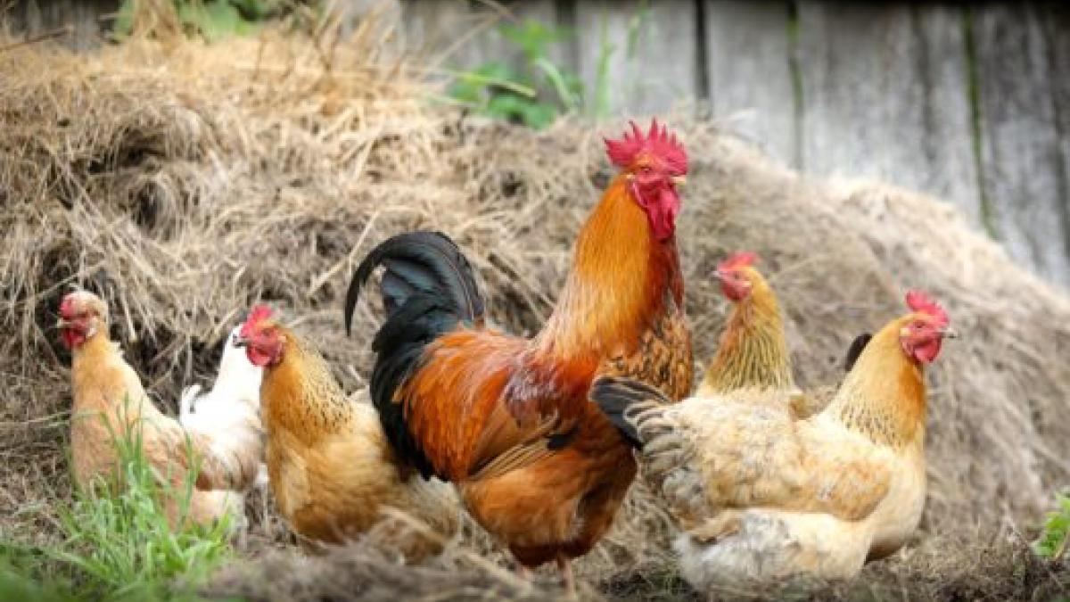 Informacja Powiatowego Lekarza Weterynarii w Poznaniu dotycząca utrzymania ptaków i drobiu